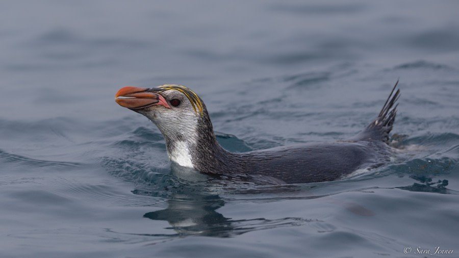 OTL27-23, Day 28, Royal Penguin 3 © Sara Jenner - Oceanwide Expeditions.jpg