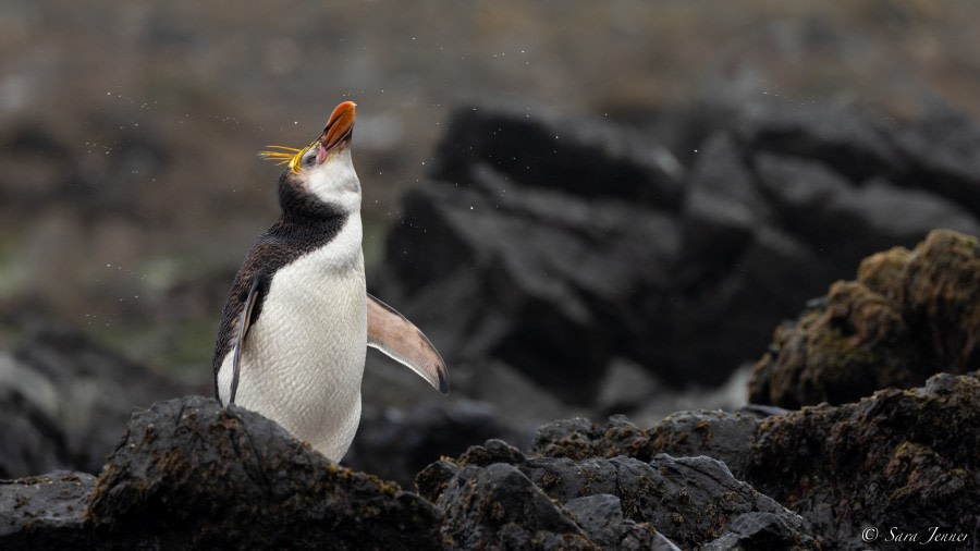 Macquarie Island