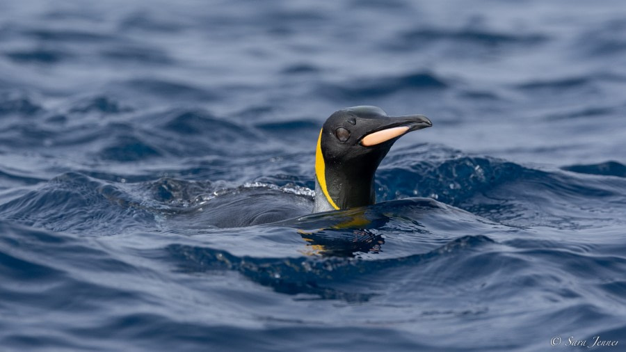 OTL27-23, Day 28, King  Penguins 2 © Sara Jenner - Oceanwide Expeditions.jpg