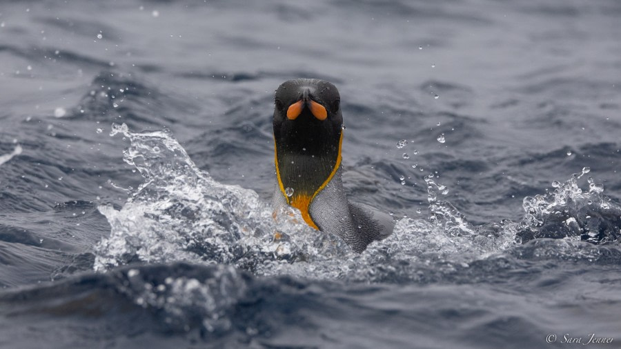 OTL27-23, Day 28, King Penguins 1 © Sara Jenner - Oceanwide Expeditions.jpg