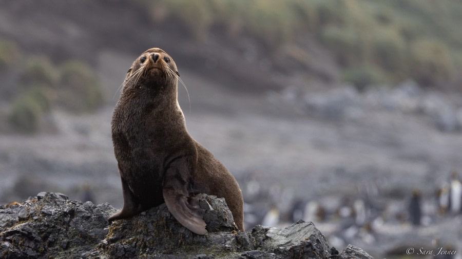 OTL27-23, Day 28, Fur Seal © Sara Jenner - Oceanwide Expeditions.jpg