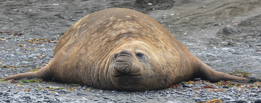 OTL27-23, Day 28, Elephant Seal © Sara Jenner - Oceanwide Expeditions.jpg