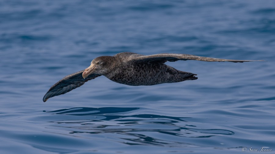 OTL27-23, Day 28, Giant Petrel © Sara Jenner - Oceanwide Expeditions.jpg