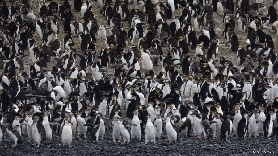 OTL27-23, Day 28, Royal Penguin 6 © Sara Jenner - Oceanwide Expeditions.jpg