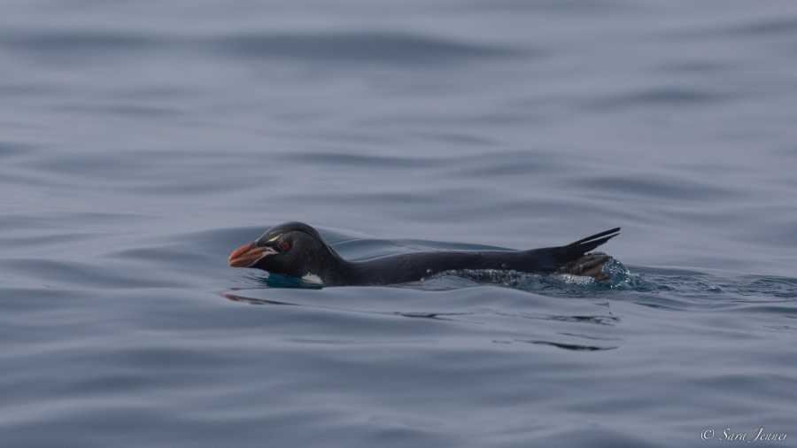 OTL27-23, Day 28, Easten Rockhopper © Sara Jenner - Oceanwide Expeditions.jpg