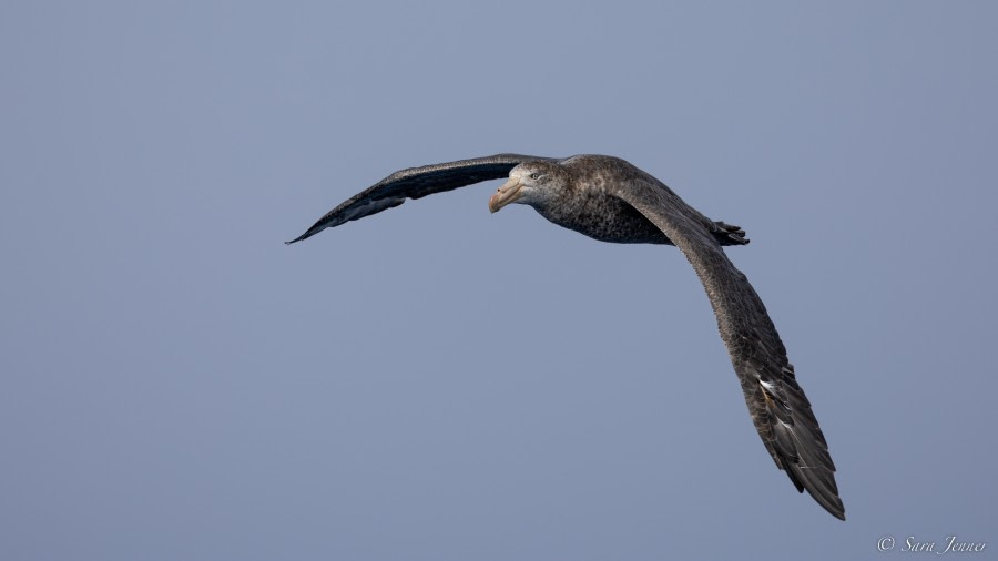 OTL27-23, Day 29, Giant Petrel © Sara Jenner - Oceanwide Expeditions.jpg