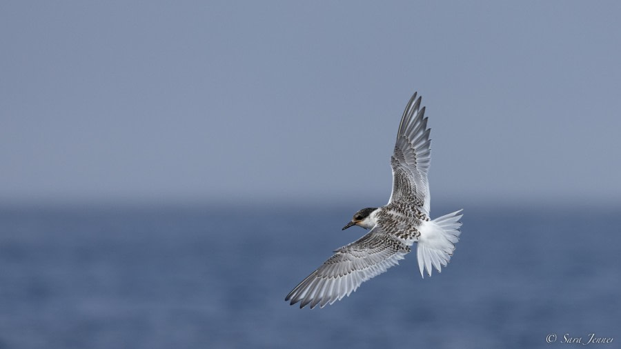 OTL27-23, Day 29, Tern © Sara Jenner - Oceanwide Expeditions.jpg