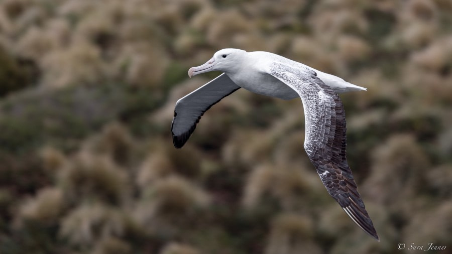 OTL27-23, Day 30, Albatross 1 © Sara Jenner - Oceanwide Expeditions.jpg