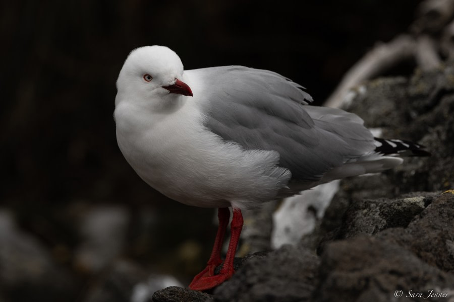 OTL27-23, Day 30, Red billed gull © Sara Jenner - Oceanwide Expeditions.jpg