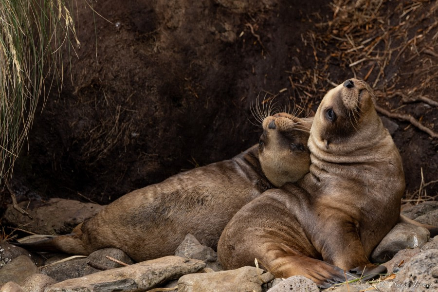 OTL27-23, Day 30, Sea Lion Pups © Sara Jenner - Oceanwide Expeditions.jpg