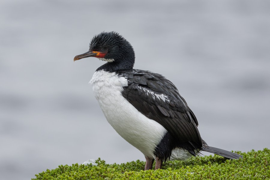 OTL27-23, Day 30, Shag © Sara Jenner - Oceanwide Expeditions.jpg