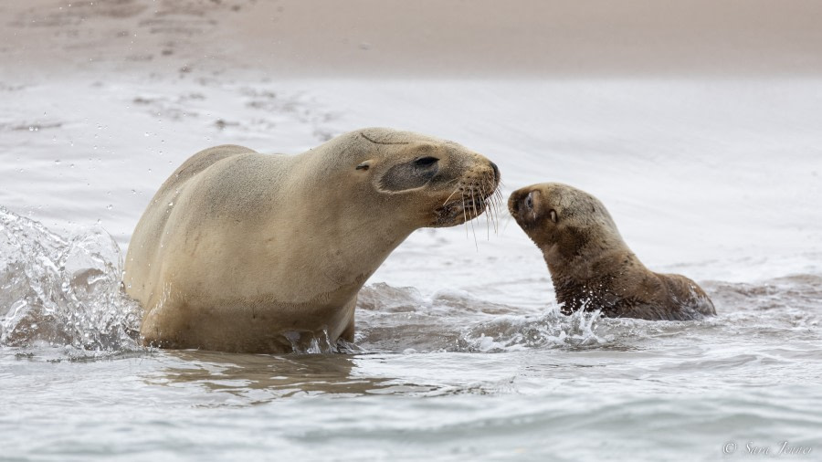 Off Enderby Island (Auckland Islands, New Zealand)