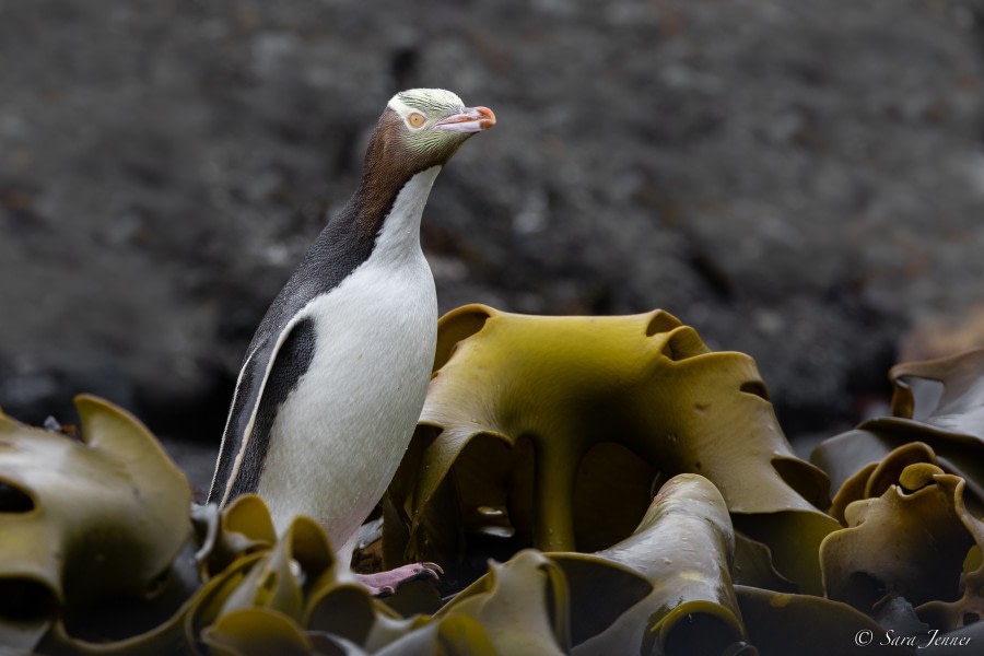 OTL27-23, Day 31, Yellow eyed 1 © Sara Jenner - Oceanwide Expeditions.jpg