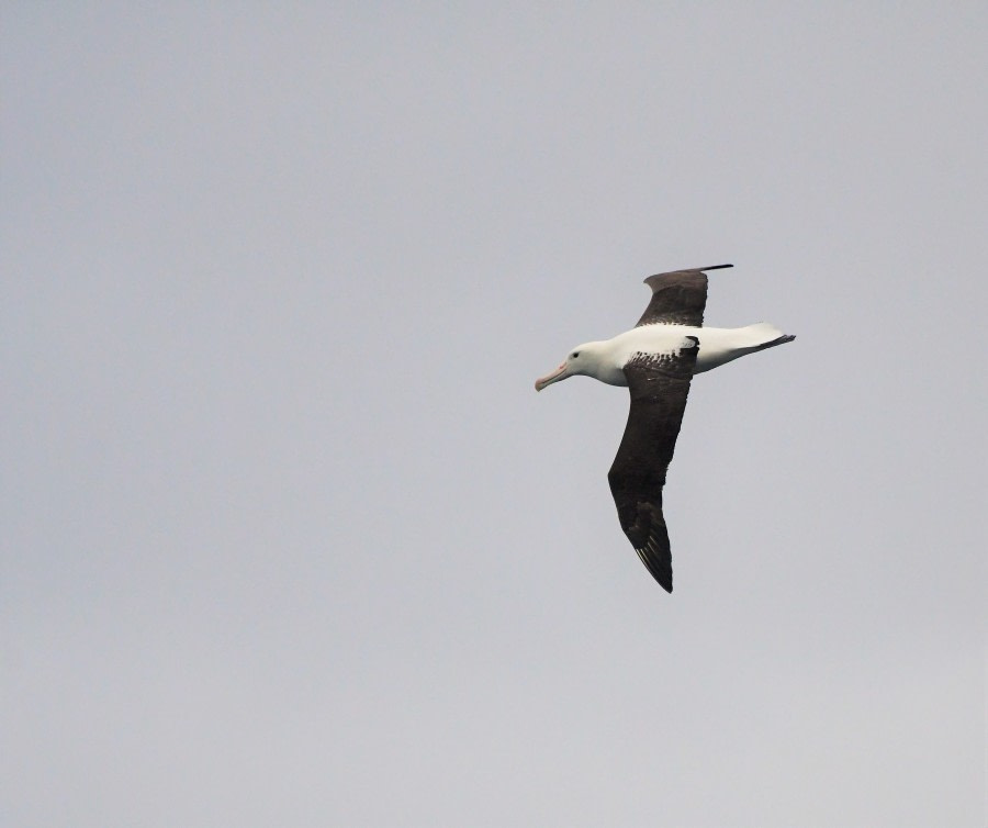 OTL27-23, Day 32, Royal Albatross 2 - Hazel Pittwood © Hazel Pittwood - Oceanwide Expeditions.JPG