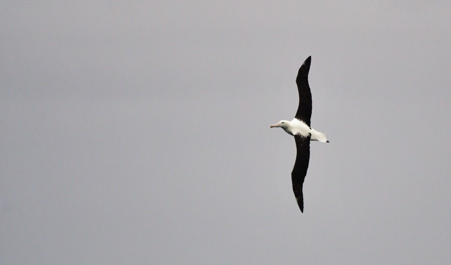 OTL27-23, Day 32, Royal Albatross 3 - Hazel Pittwood © Hazel Pittwood - Oceanwide Expeditions.JPG