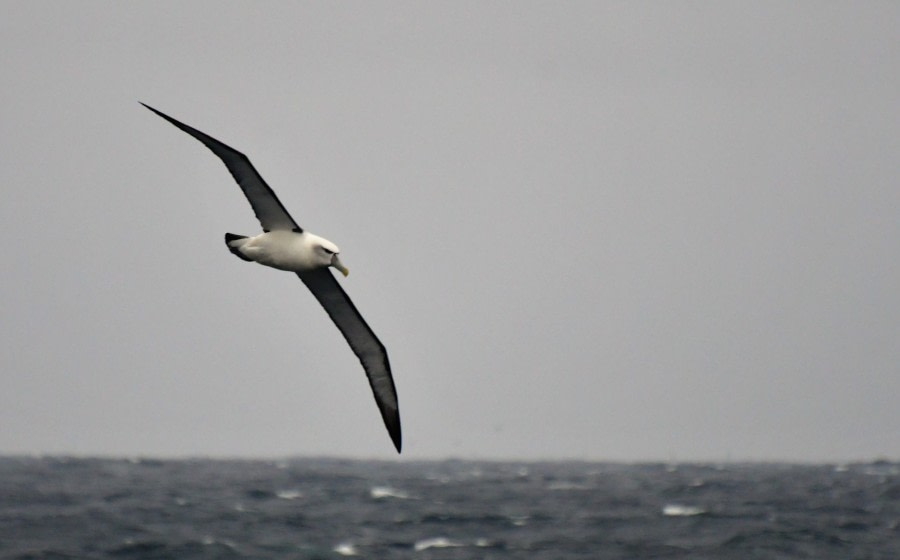 OTL27-23, Day 32, Shy Albatross - Hazel Pittwood © Hazel Pittwood - Oceanwide Expeditions.JPG