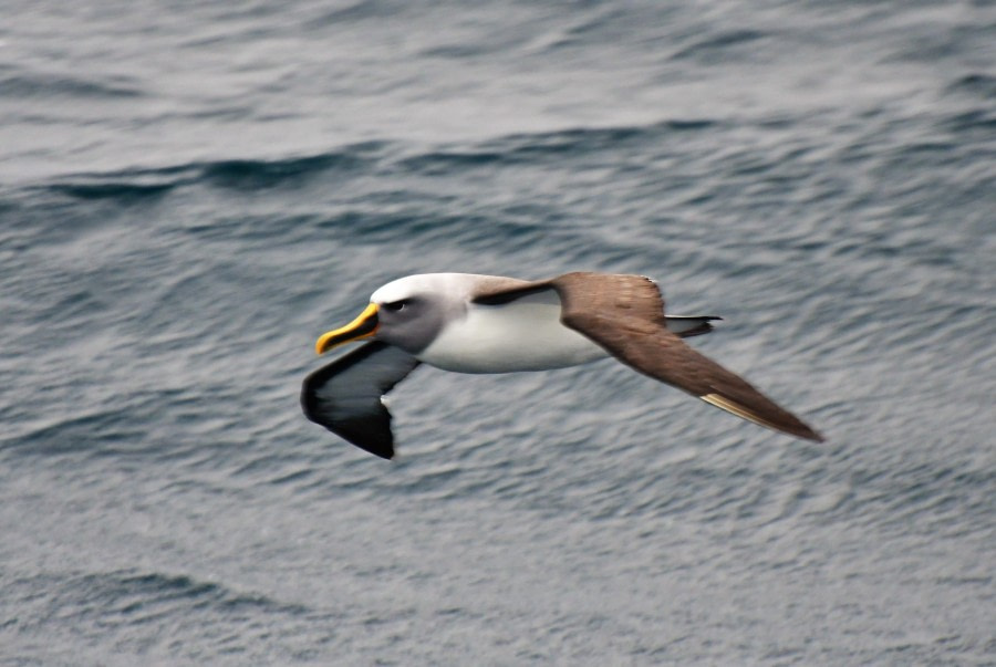 OTL27-23, Day 32, Buller's Albatross -  Hazel Pittwood © Hazel Pittwood - Oceanwide Expeditions.JPG