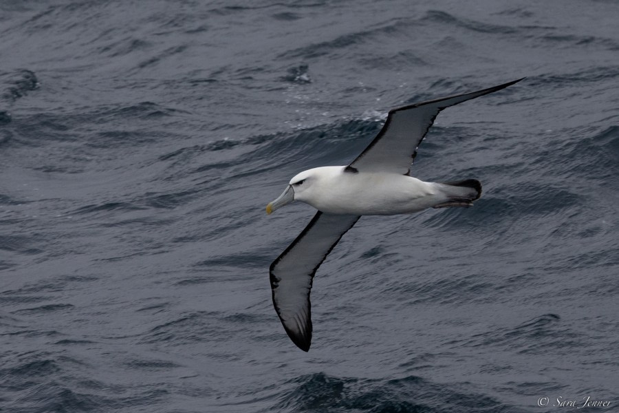 OTL27-23, Day 32, Shy Albatross © Sara Jenner - Oceanwide Expeditions.jpg