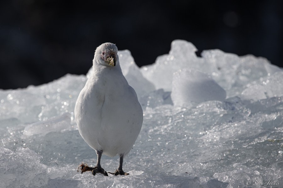 OTL27-23, Day 4, Pale faced sheathbill © Sara Jenner - Oceanwide Expeditions.jpg