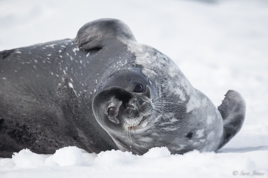 OTL27-23, Day 4, Weddell Seal 1 © Sara Jenner - Oceanwide Expeditions.jpg