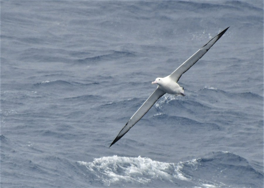 OTL27-23, Day 2, Southern Royal Albatross - Hazel Pittwood © Hazel Pittwood - Oceanwide Expeditions.JPG