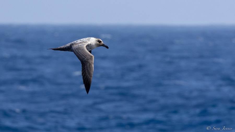 OTL27-23, Day 3, Light-mantled Albatross 2 © Sara Jenner - Oceanwide Expeditions.jpg