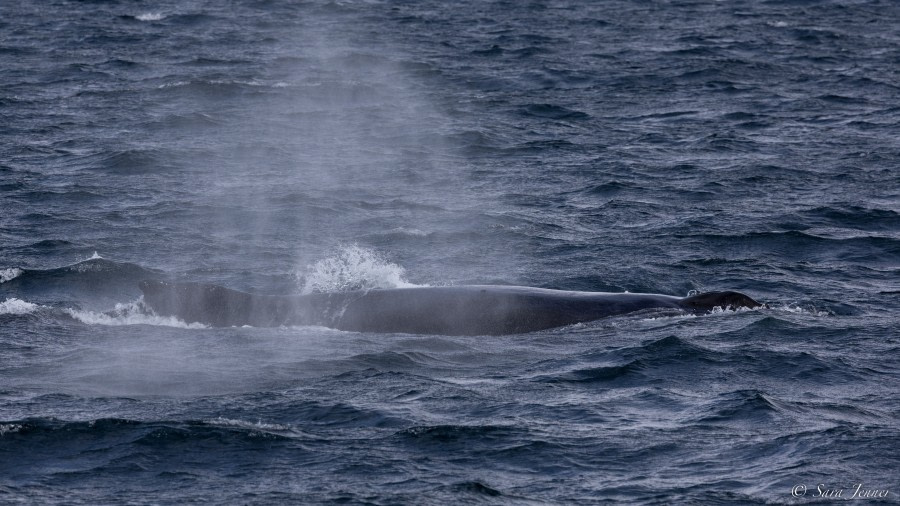 OTL27-23, Day 3, Humpback 1 © Sara Jenner - Oceanwide Expeditions.jpg