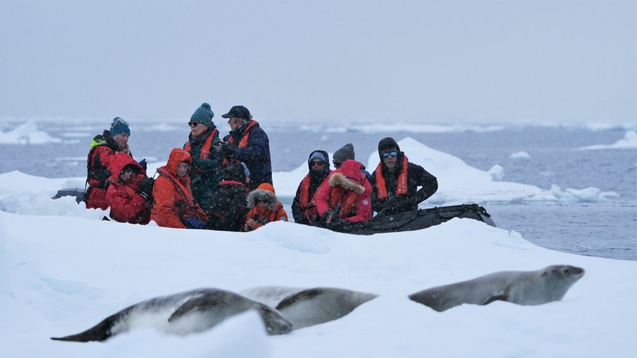 OTL27-23, Day 10, Seals_zodiac © Unknown photographer - Oceanwide Expeditions.jpg