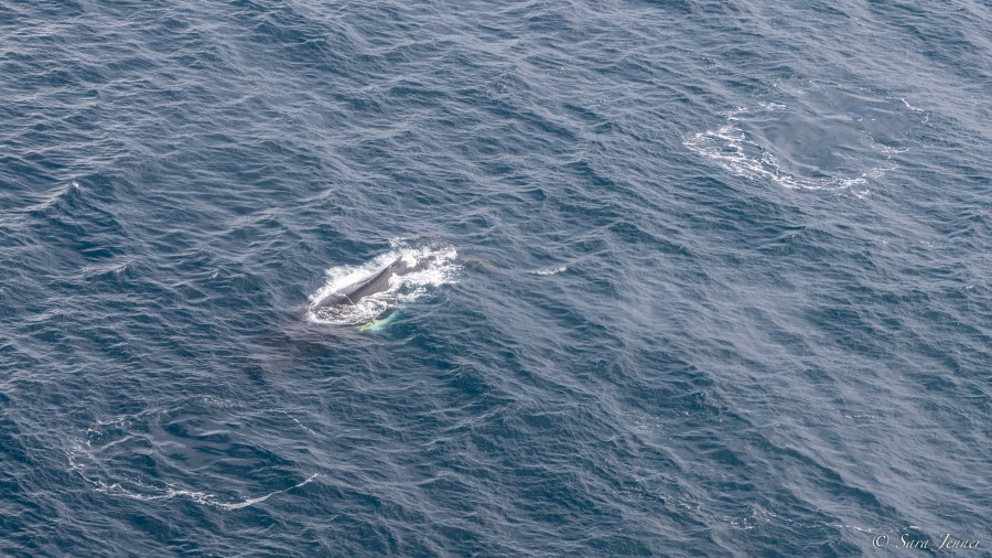 OTL27-23, Day 8, Humpbacks 1 © Sara Jenner - Oceanwide Expeditions.jpg