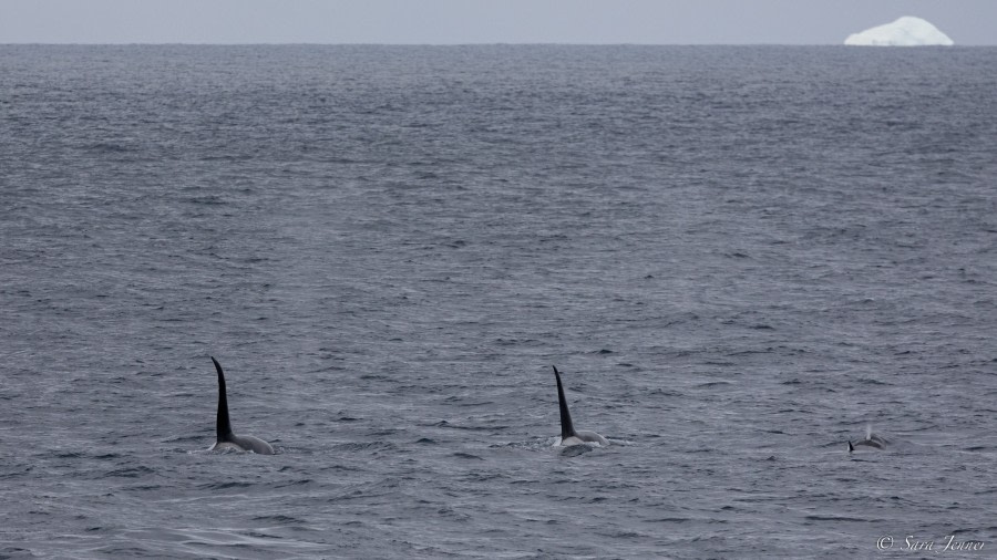 OTL27-23, Day 8, Orca 2 © Sara Jenner - Oceanwide Expeditions.jpg