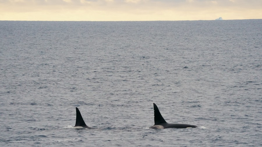 OTL27-23, Day 8, Killerwhale2 © Unknown photographer - Oceanwide Expeditions.jpg