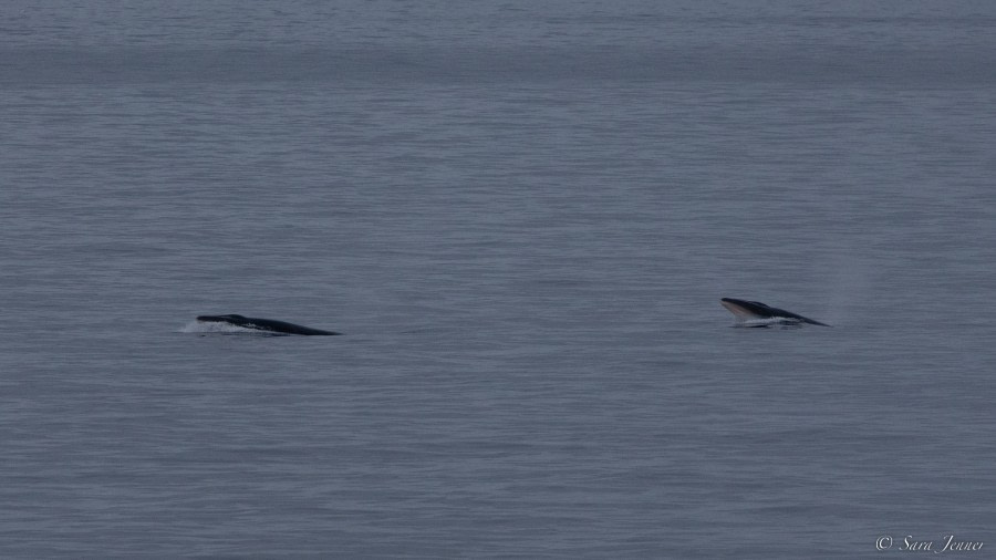 OTL27-23, Day 10, Minke Whales 1 © Sara Jenner - Oceanwide Expeditions.jpg