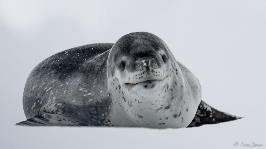 Antarctic Sea Ice