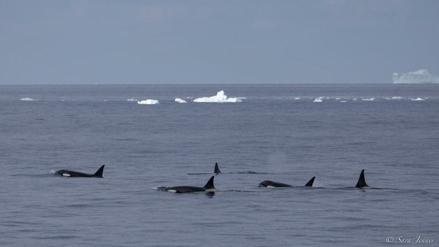 OTL27-23, Day 10, Orcas © Sara Jenner - Oceanwide Expeditions.jpg