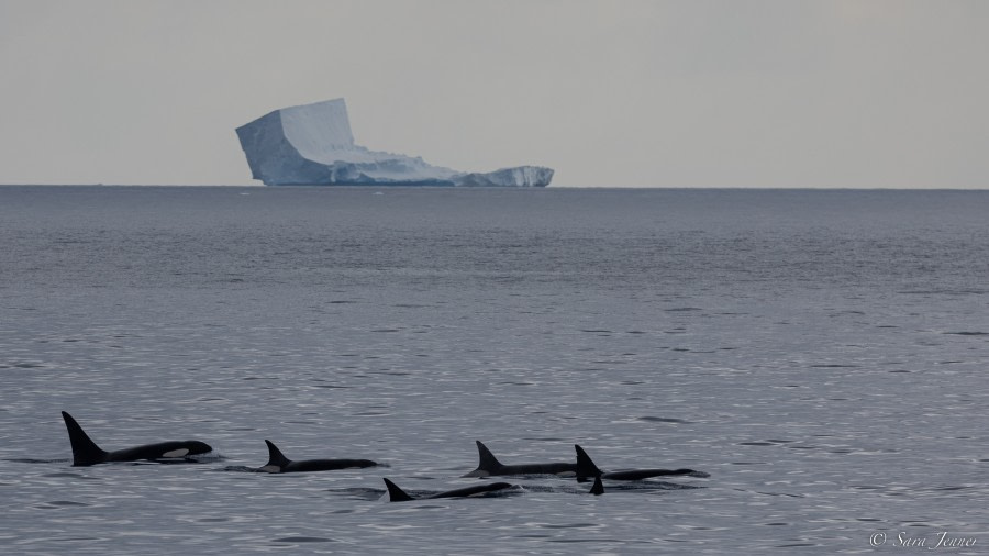 OTL27-23, Day 10, Orcas 2 © Sara Jenner - Oceanwide Expeditions.jpg