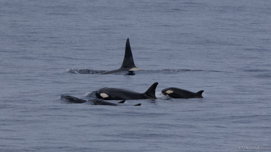 OTL27-23, Day 10, Orcas 3 © Sara Jenner - Oceanwide Expeditions.jpg