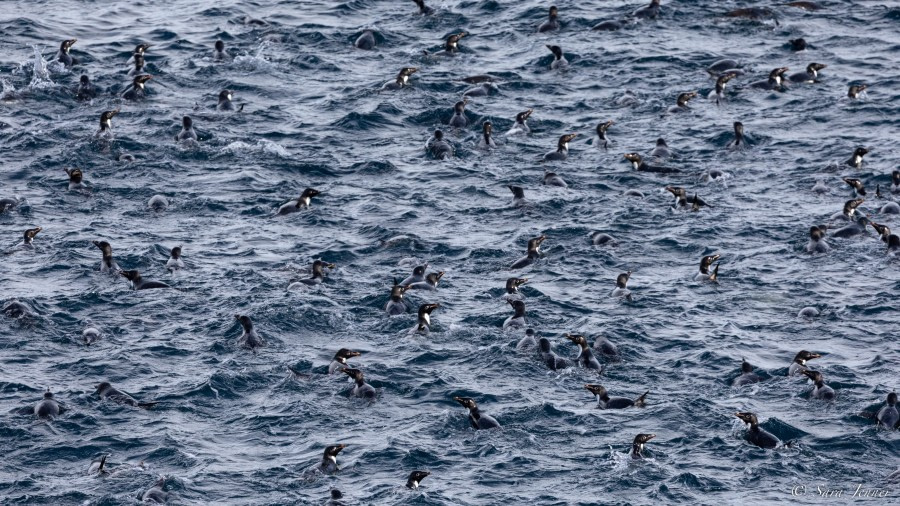OTL27-23, Day 17, Penguins 1 © Sara Jenner - Oceanwide Expeditions.jpg