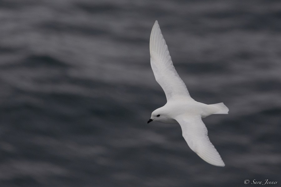 OTL27-23, Day 16, Snow Petrel © Sara Jenner - Oceanwide Expeditions.jpg