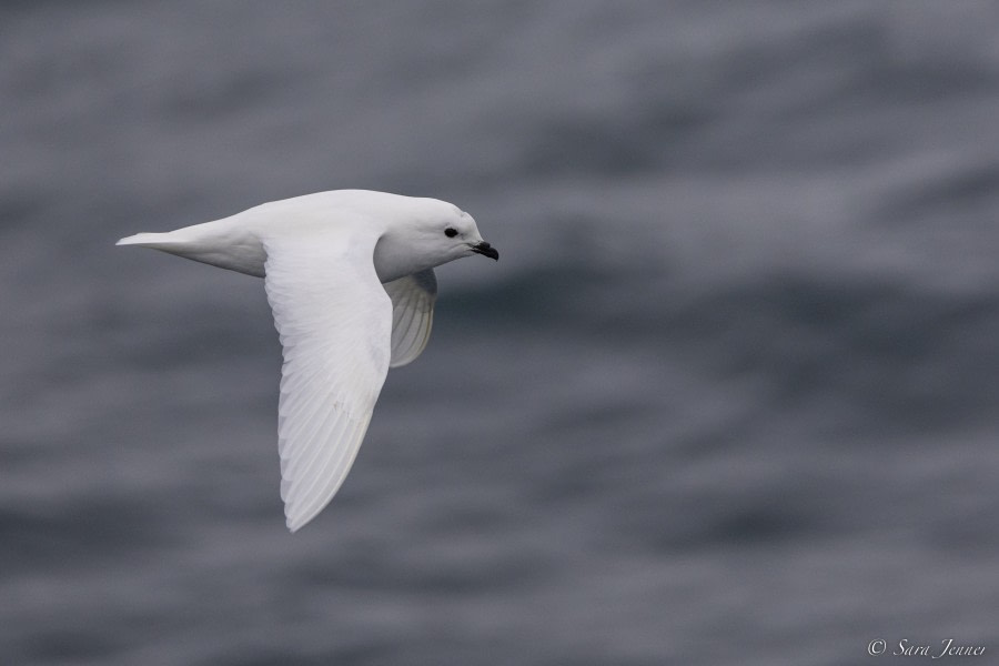 OTL27-23, Day 16, Snow Petrel 1 © Sara Jenner - Oceanwide Expeditions.jpg