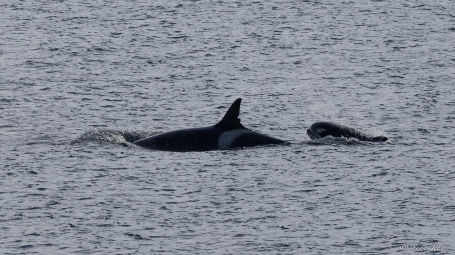 OTL27-23, Day 19, Happy Whale- Cape Royds © Sara Jenner - Oceanwide Expeditions.jpg