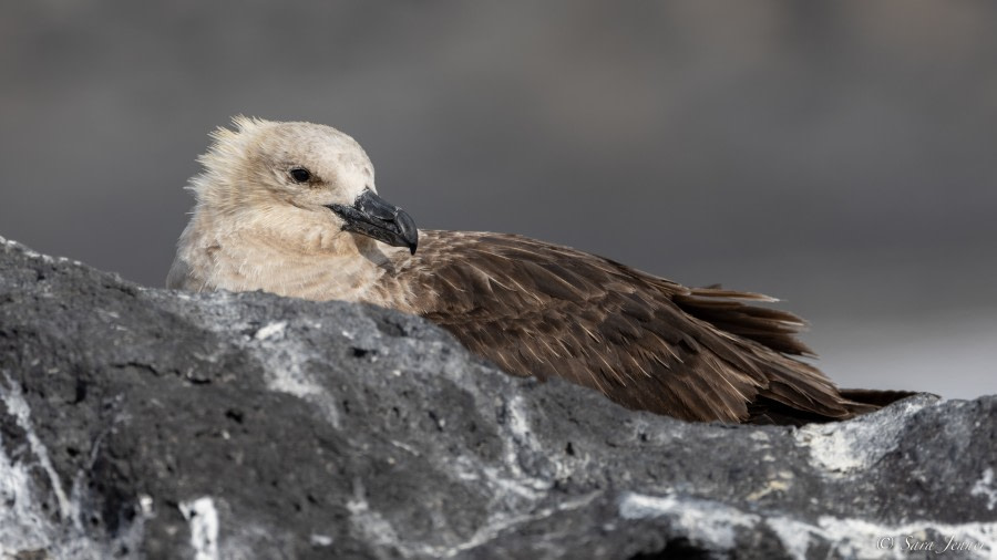 OTL27-23, Day 19, Skua © Sara Jenner - Oceanwide Expeditions.jpg