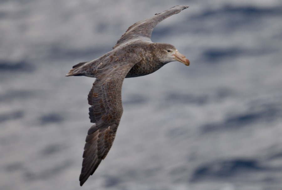 At sea on the Drake Passage