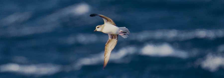 HDS30-23, Day 3, Soft-plumaged Petrel - Andrew Crowder © Andrew Crowder - Oceanwide Expeditions.jpeg