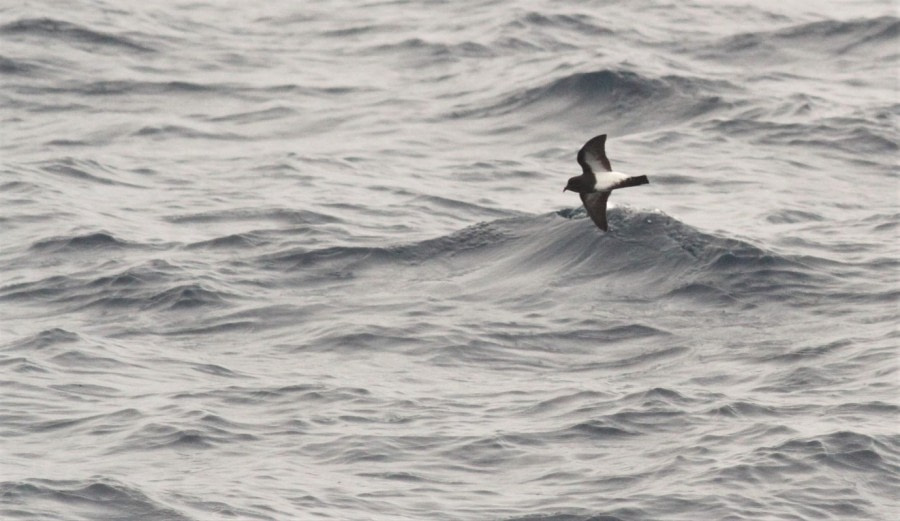 At sea on the Drake Passage