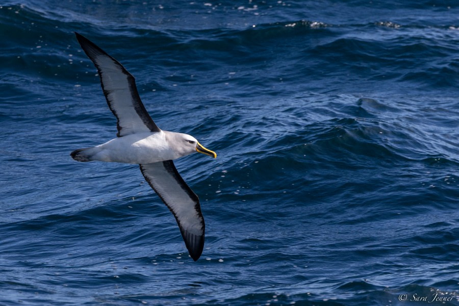 OTL28-23, Day 2, Bullers Albatross 1 © Sara Jenner - Oceanwide Expeditions.jpg