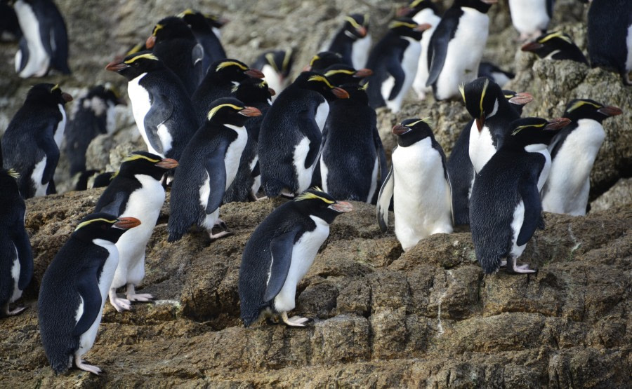 OTL28-23, Day 2, Snare penguins-18Feb23-Gary © Gary Miller - Oceanwide Expeditions.JPG