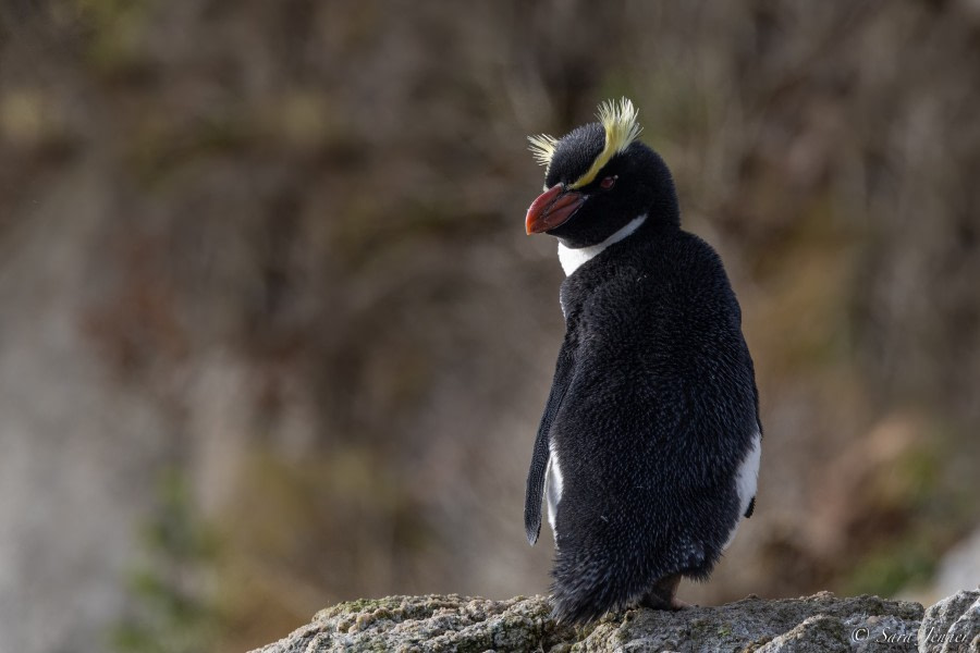 OTL28-23, Day 2, Snares  Crested Penguin 1 © Sara Jenner - Oceanwide Expeditions.jpg