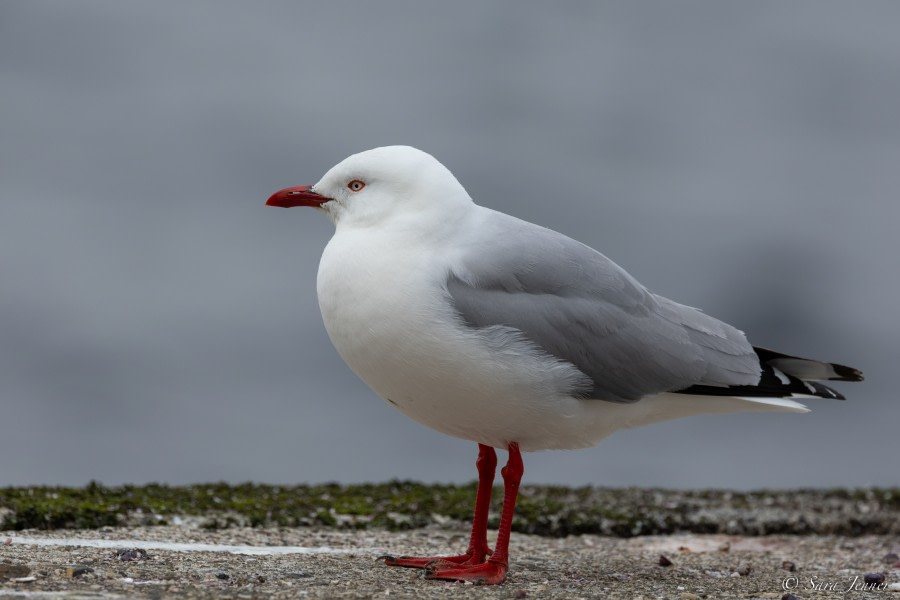 OTL28-23, Day 3, Red billed gull © Sara Jenner - Oceanwide Expeditions.jpg