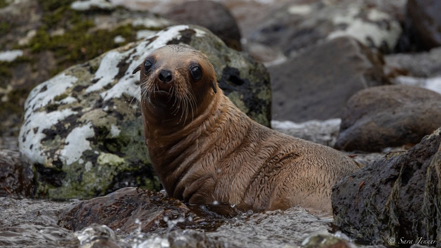 OTL28-23, Day 3, Sea Lion pup © Sara Jenner - Oceanwide Expeditions.jpg