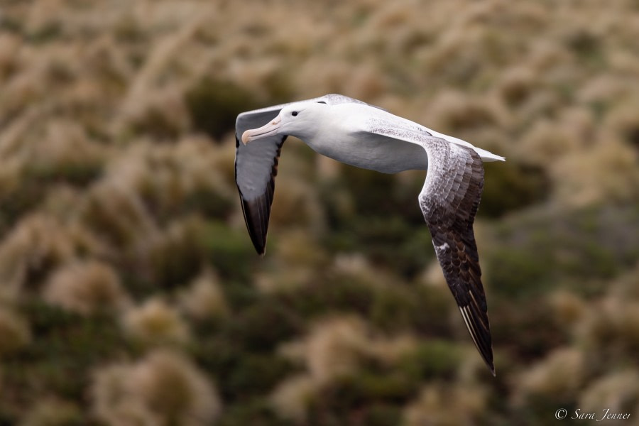 OTL28-23, Day 3, Southern Royal Albatross © Sara Jenner - Oceanwide Expeditions.jpg